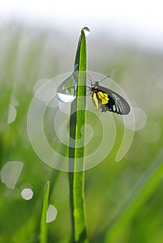 Fresh green grass with dew drops and butterfly.