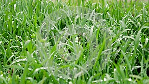 Fresh green grass with dew drops clips, dew drops on green grass footage. Green outdoor nature close up