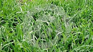 Fresh green grass with dew drops clips, dew drops on green grass footage. Green outdoor nature close up