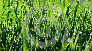 Fresh green grass with dew drops clips, dew drops on green grass footage, rain drops on green grass video.