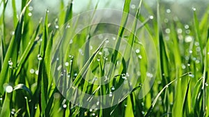 Fresh green grass with dew drops clips, dew drops on green grass footage, rain drops on green grass video.