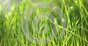 Fresh green grass with dew drops clips, dew drops on green grass footage, rain drops on green grass video. Closeup