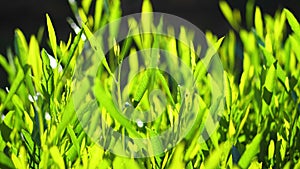 Fresh green grass with dew drops clips, dew drops on green grass footage, rain drops on green grass video. closeup 4k