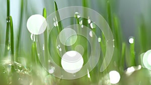Fresh green grass with dew drops clips, dew drops on green grass footage, rain drops on green grass video. Ð¡loseup