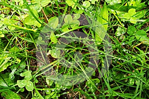 Fresh green grass with dew drops close up