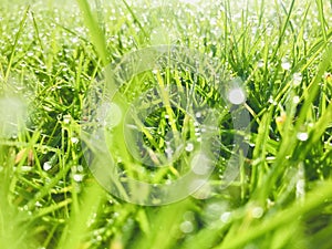 Green grass with dew drops. Close up.