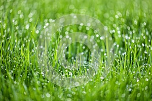 Fresh green grass with dew drops close up