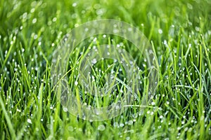 Fresh green grass with dew drops close up