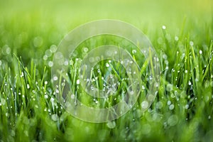 Fresh green grass with dew drops close up