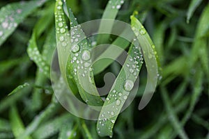 Fresh green grass with dew drops close up. Water driops on the fresh grass after rain. Light morning dew on the grass