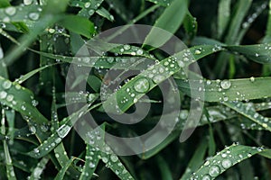 Fresh green grass with dew drops close up. Water driops on the fresh grass after rain. Light morning dew on the grass