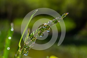 Fresh green grass with dew drops close up. Water driops on the fresh grass after rain. Light morning dew on the green grass