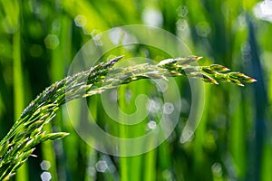 Fresh green grass with dew drops close up. Water driops on the fresh grass after rain. Light morning dew on the green grass