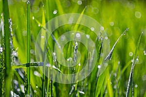 Fresh green grass with dew drops close up. Water driops on the fresh grass after rain. Light morning dew on the green grass