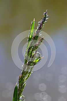 Fresh green grass with dew drops close up. Water driops on the fresh grass after rain. Light morning dew on the green grass