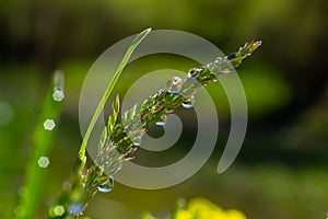 Fresh green grass with dew drops close up. Water driops on the fresh grass after rain. Light morning dew on the green grass