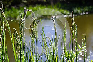 Fresh green grass with dew drops close up. Water driops on the fresh grass after rain. Light morning dew on the green grass