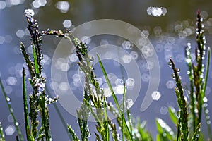 Fresh green grass with dew drops close up. Water driops on the fresh grass after rain. Light morning dew on the green grass