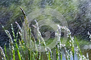 Fresh green grass with dew drops close up. Water driops on the fresh grass after rain. Light morning dew on the green grass