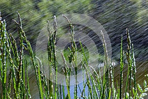 Fresh green grass with dew drops close up. Water driops on the fresh grass after rain. Light morning dew on the green grass