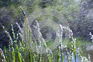 Fresh green grass with dew drops close up. Water drips on the fresh grass after rain. Light morning dew on the green grass