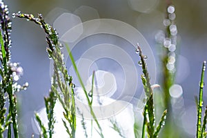 Fresh green grass with dew drops close up. Water drips on the fresh grass after rain. Light morning dew on the green grass