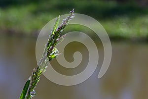 Fresh green grass with dew drops close up. Water drips on the fresh grass after rain. Light morning dew on the green grass