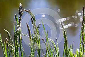 Fresh green grass with dew drops close up. Water drips on the fresh grass after rain. Light morning dew on the green grass