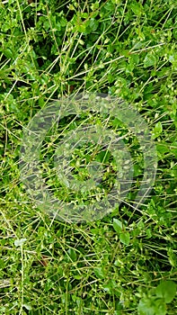 Fresh green grass with dew drops close up. Water drops on the fresh grass after rain