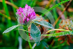 Fresh green grass with dew drops closeup.