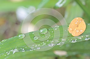 Fresh green grass with dew drops closeup.