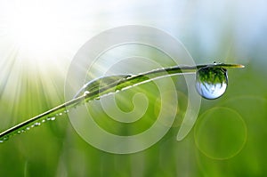 Fresh green grass with dew drops closeup