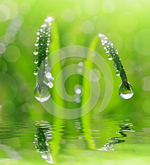 Fresh green grass with dew drops closeup