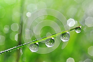Fresh green grass with dew drops closeup