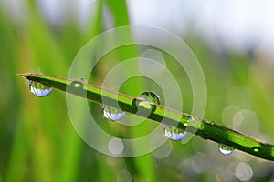 Fresh green grass with dew drops closeup