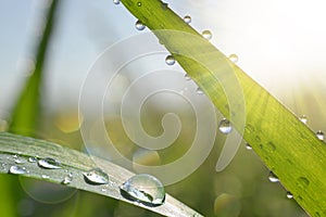 Fresh green grass with dew drops closeup.