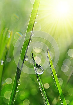 Fresh green grass with dew drops closeup.