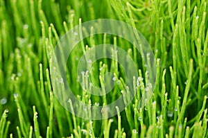 Fresh green grass with dew drops closeup.