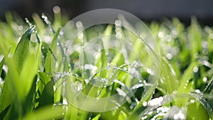 Fresh green grass with dew drops closeup footage
