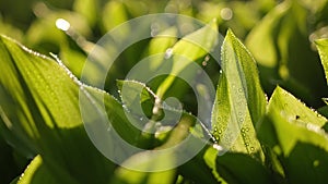 Fresh green grass with dew drops closeup footage