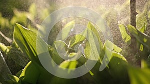 Fresh green grass with dew drops closeup footage