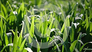 Fresh green grass with dew drops closeup footage