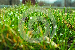 Fresh green grass with dew drops closeup. Macro of raindrop and bokeh background.