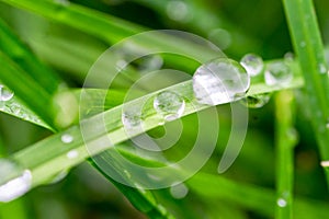 Fresh green grass with dew drops closeup. Nature Background.