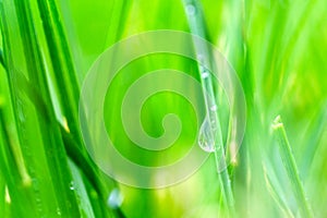 Fresh green grass with dew drops closeup. Nature Background.