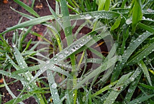 Fresh green grass with dew drops closeup. Nature Background.