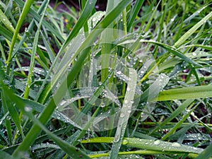 Fresh green grass with dew drops closeup. Nature Background.