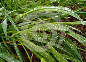 Fresh green grass with dew drops closeup. Nature Background.