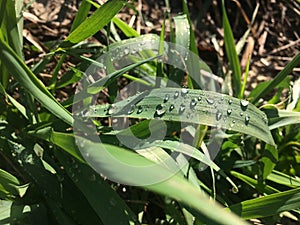 Fresh green grass with dew drops closeup. Nature Background