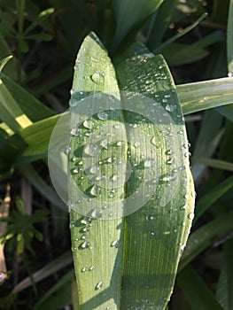 Fresh green grass with dew drops closeup. Nature Background